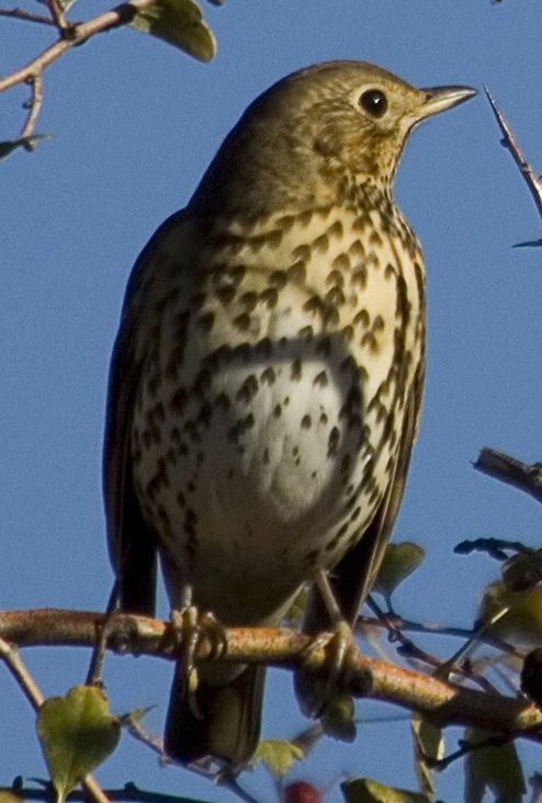 Tordo Bottaccio - Turdus Philomelos